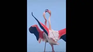 Flamingos' Romantic Hypnotic Sensual Courtship Dance Ritual 😻 Are They Doing Flamenco?💃🦩