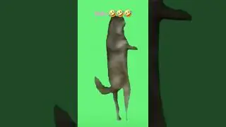 Essaye de pas rire #chien qui danse # son irlinique