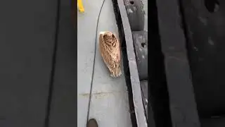 SLEEPING BIRD IN A BOAT 😱#birds #sleep #short #funnymemes #birdwatching #seafood #sea #boat #boatlif