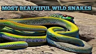 MOST BEAUTIFUL WILD SNAKES ON EARTH #snakes #wildlife #beautifulsnakes #dangerous