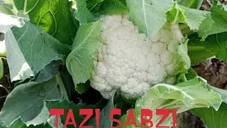 MY FIRST VLOG | FRESH VEGETABLES