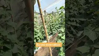 F&eacute;rtil irriga&ccedil;&atilde;o com c&aacute;lcio no pepino japon&ecirc;s #pepinojapones