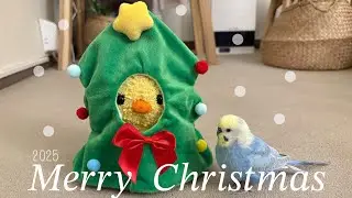 #201 2025大切なちくわとの𝑀𝑒𝑟𝑟𝑦 𝐶ℎ𝑟𝑖𝑠𝑡𝑚𝑎𝑠 セキセイインコ 男の子 4歳