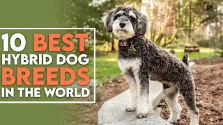 10 Best Hybrid Dog Breeds In The World