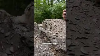 Зачем вбивать монеты в дерево?