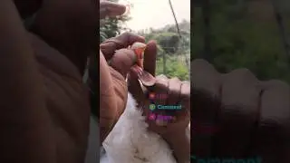 Rajhans Recall Training in Haweli🫜 | #Muh Ki Jach aur Unseen Teeth | #anandkrvlog Anand Kr Vlog