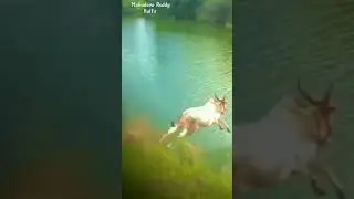 khillar Bull jump into water 🐎.#subscribe