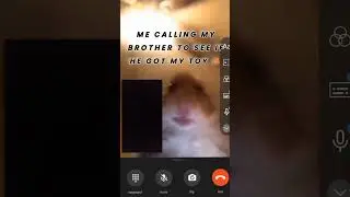 #hamster#like#subcribe#T-REX 777