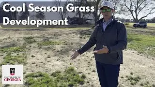 Cool Season Grass Development at UGA - #golfcourselawn