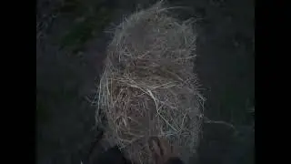 Feeding my horses hay during storm Kristin