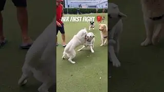 2 white HUSKYS fight 🥊 at the DOG PARK 🫣 #husky #fight