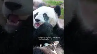 [Animal Dictionary] What's interesting about panda!!#funny #nature #dog #panda