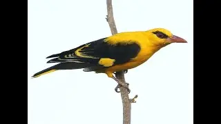 51. Indian Golden Oriole