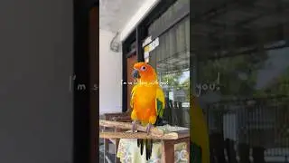 pretty little t-rex🧡🐣 #sunconure #conure #parrot #birds #reels #foryou