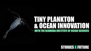 Tiny Plankton & Ocean Innovation with the Bermuda Institute of Ocean Sciences