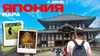 Япония. Нара. Напал олень. День 4
