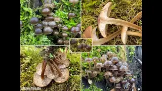 Pilzportrait -  Winter-Helmling, Winterhelmling, Mycena tintinnabulum