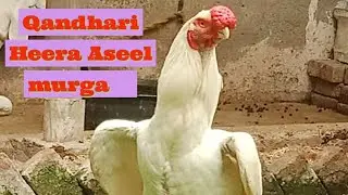 Qandhari Heera Aseel Pair,  Paper White Top Aseel Murgi &Murga HaveyBuff , Lightsusexx , turkeyBird