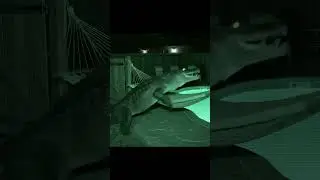 🐊 Gator in a Hammock | Backyard Surprise Caught on Camera 🌴