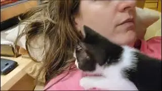 #kitten #baby #lara #hugging #her #neck #take #two