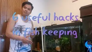6 useful hacks on fish keeping