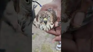 mafiyas video ingle video.#viral.#viralvideo.#popular.#trending.#viralshorts.#musicm#trending#⚡🦅⚡