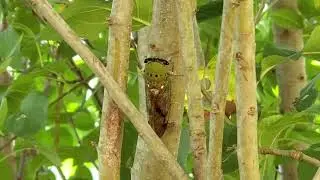 superb dog day cicada scream