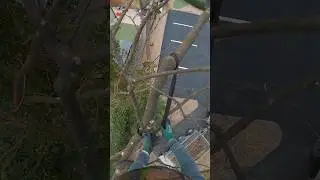 #arborist #rigging #lyon #treework #treeworker #climbing #treeclimbing #tips #howto #treesurgeon