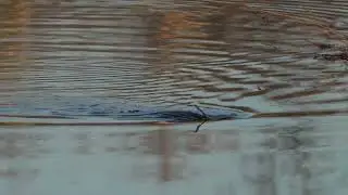 North American young Beaver tows a little branch home to its Winter food supply next to its lodge