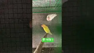 Ino lovebirds 🔥#birds #ytshorts #wildlife