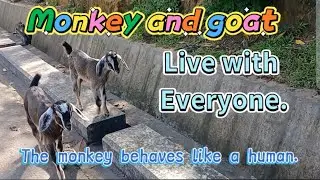 Monkey Mischief & Goat Antics: Epic Wildlife Adventures!
