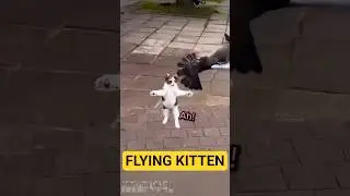 Kitten Protects Our Neighbourhoods