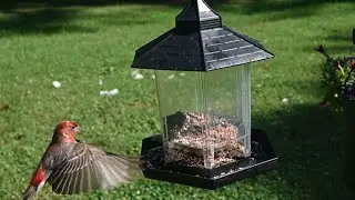 Backyard Feeder : The house finch