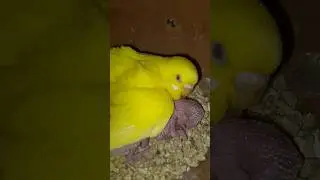 #new #birds #viral #tiktok #wildlife #thefact #ytshorts #trending #animals