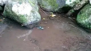 Lamington Spiny Crayfish