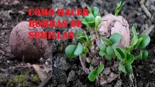 Como hacer BOMBAS DE SEMILLAS, Método Fukuoka