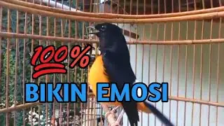 MURAI Batu GACOR Isian Tajam‼️ Dongkrak Emosi Agar Bongkar Isian.