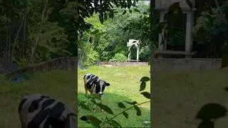 വെയിൽ ഇങ്ങു ഉച്ചിയിൽ എത്താറായി എന്നെ എന്താ ആരും അഴീക്കാൻ വരാത്തെ 😉#elanvlogs