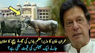 Imran Khan Ready To Sale PM House Eight Milk Cows ||Imran Khan Sale Cows After Pm House Cars