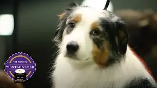 Best of Breed Minute: Australian Shepherd