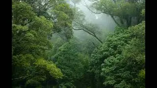 Rainforest Serenity: Gentle Shower with Distant Animal Calls | Daytime Relaxation