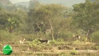 Black buck antelope