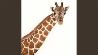 GIRAFFE NUTS
