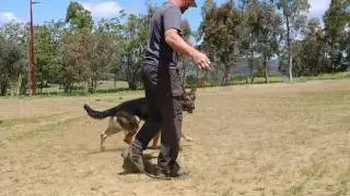 Police Dog Prospect Diesel Ball test. Taylor Made Working Dogs. www.taylormadeworkingdogs.com