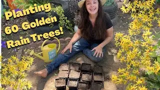 Golden Rain Tree - Beautiful Heat Tolerant Pollinator Magnet!