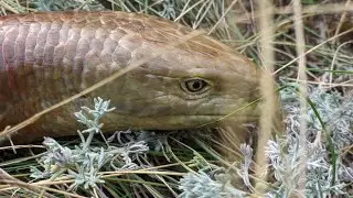 Безногая ящерица Желтопузик (Pseudopus apodus). Дагестан