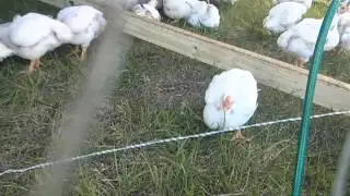 Chickens Eating Grass