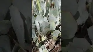 Spectacular Succulents Native To Africa: Markham Regional Arboretum