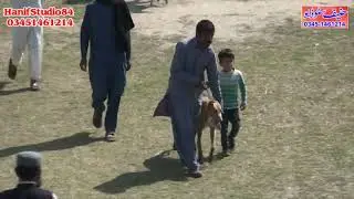 28 Feb 2022 round 2 chak 82 coursing race