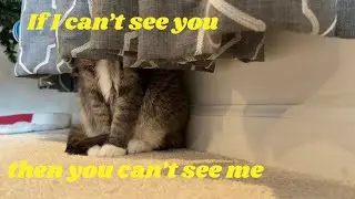 When Cats Think They're Invisible - Part 2